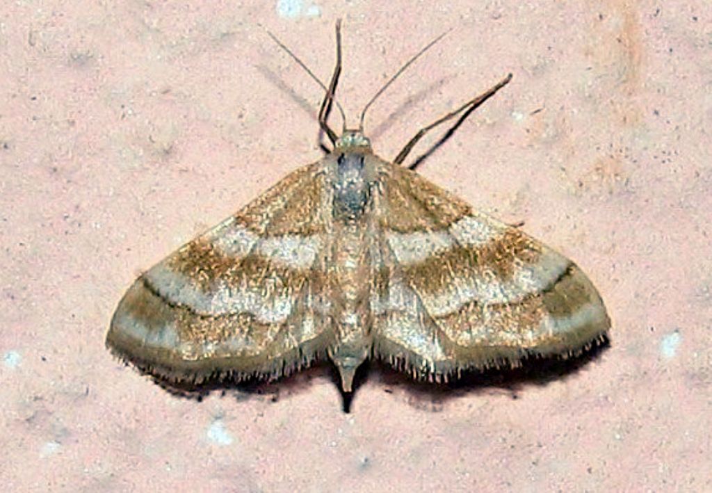 Idaea rainerii ? S